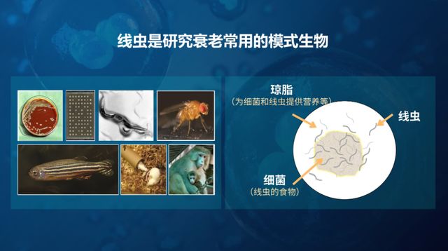 如何延缓衰老、预防疾病？科学家从一条小虫子上发现……